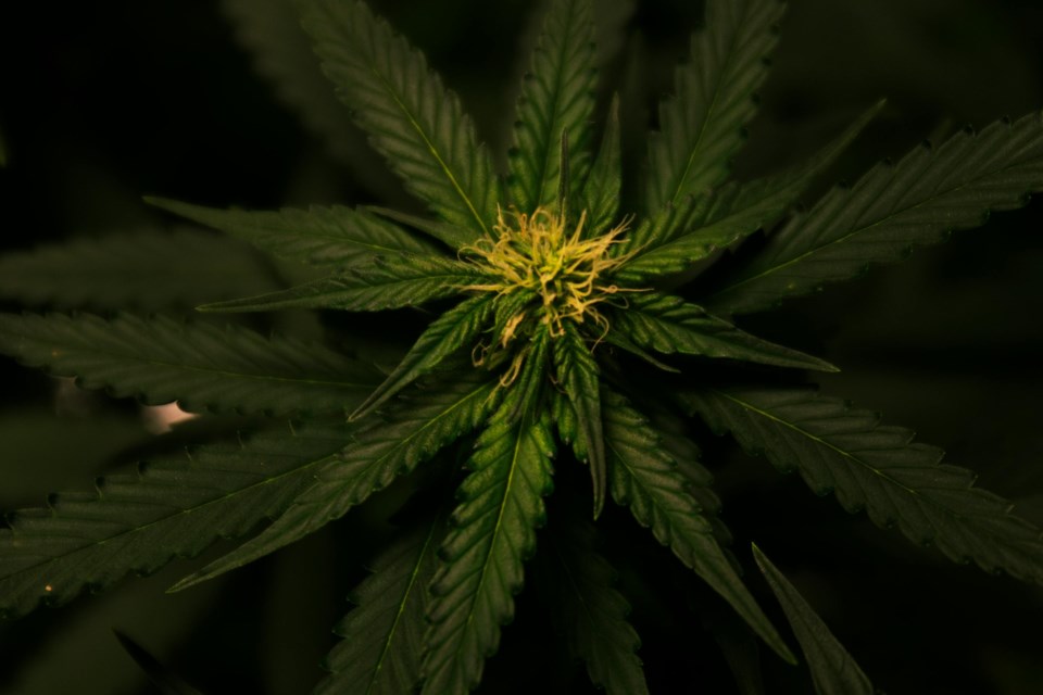 is-weed-legal-in-colorado