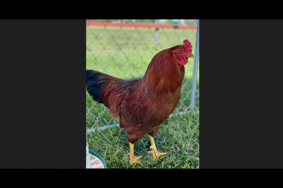 Joe the rooster is now safe at his new run at the Good Life Refuge animal sanctuary after he was rescued along Colorado Highway 66.