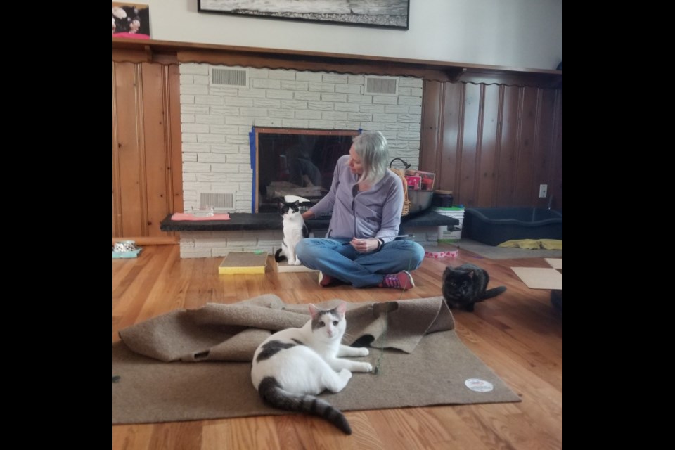 Juliet sits with Cricket, Lily and Penelope as part of LFFAC's work to socialize feral cats for adoption.