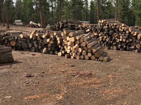 Nederland Community Forestry Sort Yard