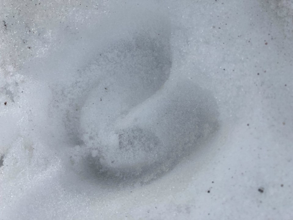 nps-photo_elk-track-in-snow