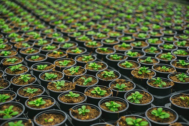 nursery-longmont