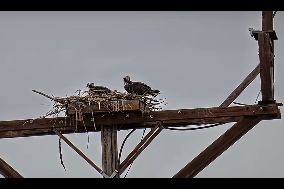 The osprey pair has returned to their nest at the Boulder County Fairgrounds.