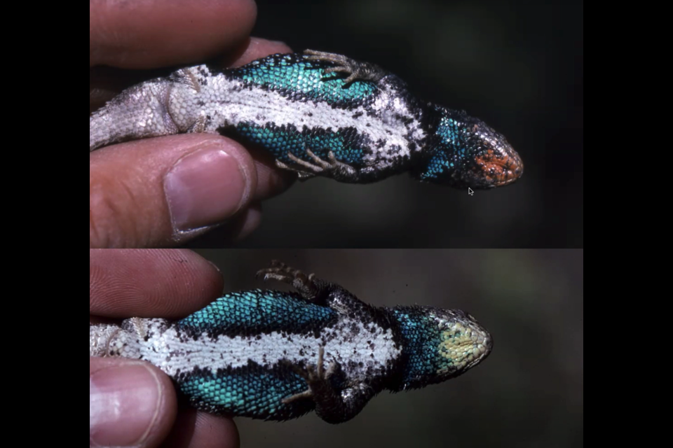 Matt Rand has spent his life studying the sceloporous lizard found in Boulder County. He has found that the lizard has three morphs in the area, including the red lip coloration and yellow lip coloration pictured here.