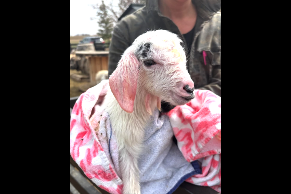 Rosie the goat gave birth to triplets on Monday at Sunflower Farm.