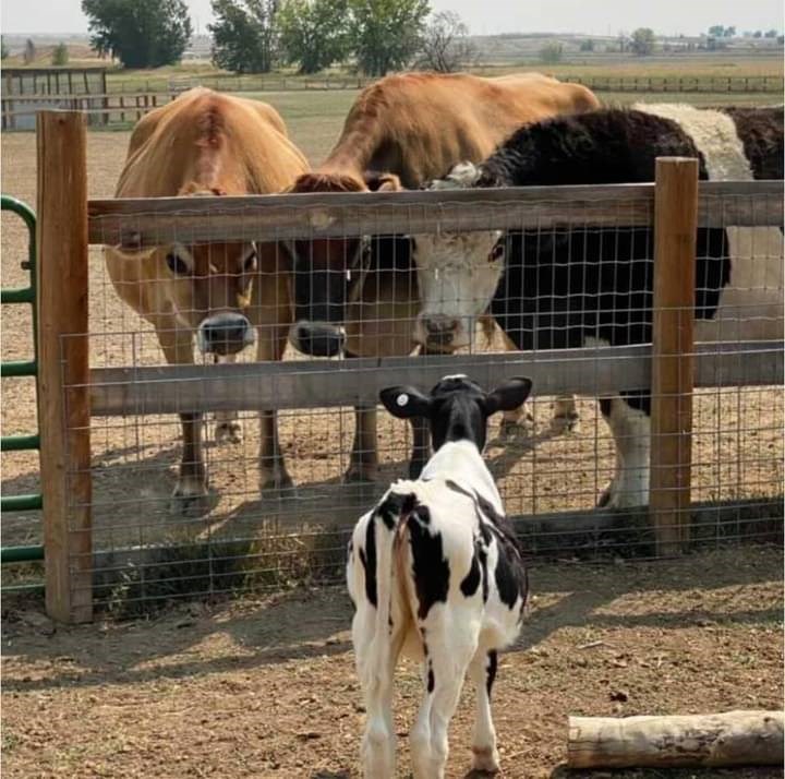 Marley and the Cow-Boys