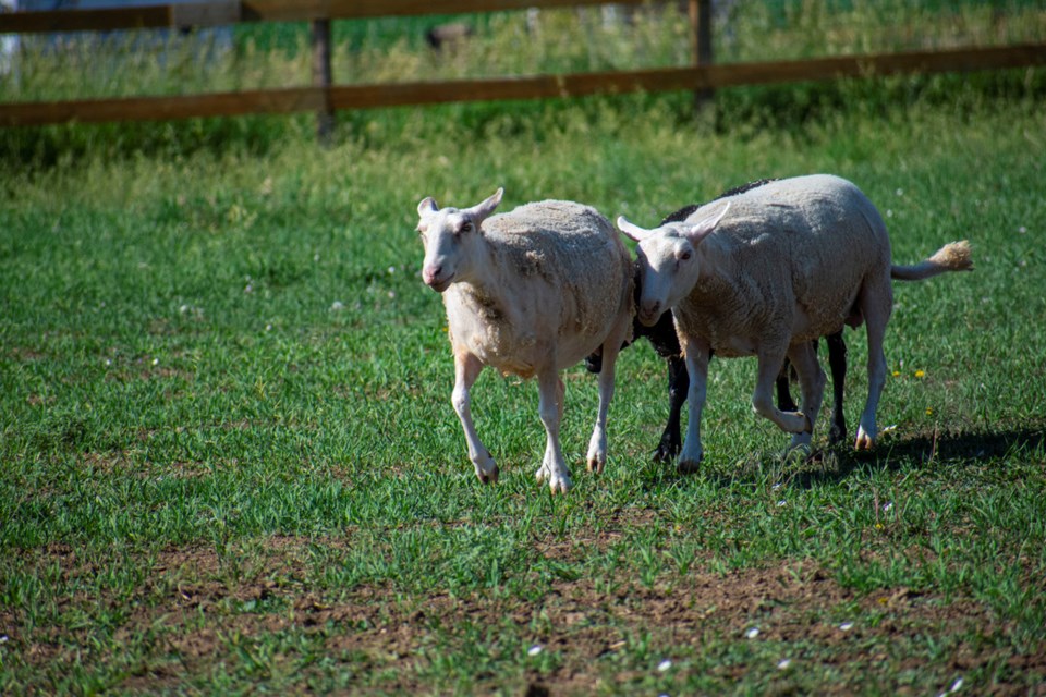 Sheep Family