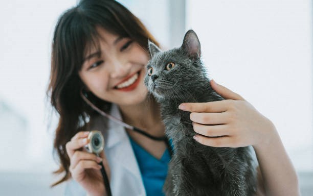vet-in-longmont