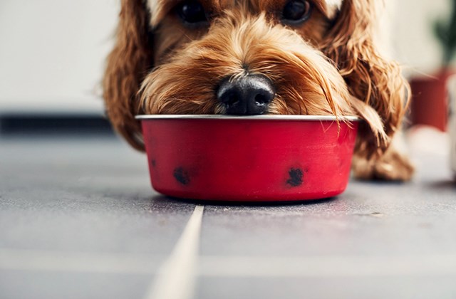 Need aid with pet food items? A Girard pantry was busy through COVID
