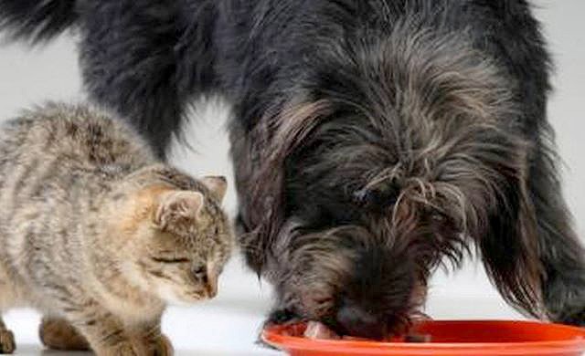 How can you spot heatstroke in cats and dogs?