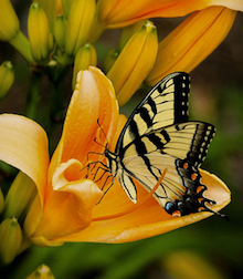 butterfly for obits