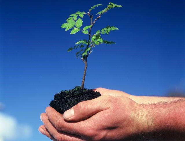 Tree planting - Getty