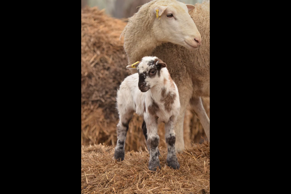 A young Katahdin lamb stands with the flock at Harris Family Farm.