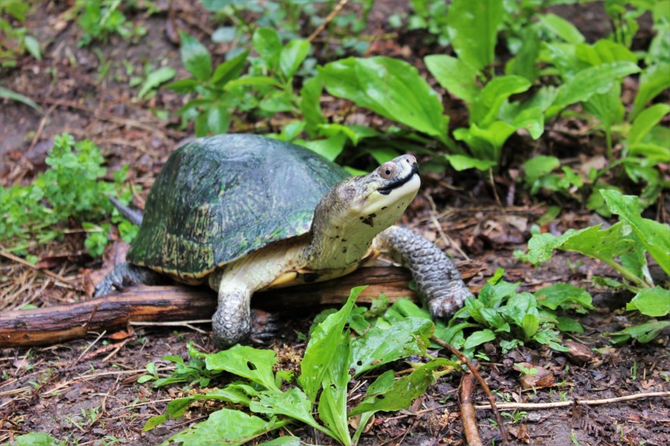 Celebrate World Turtle Day.  Courtesy Wye Marsh Wildlife Centre