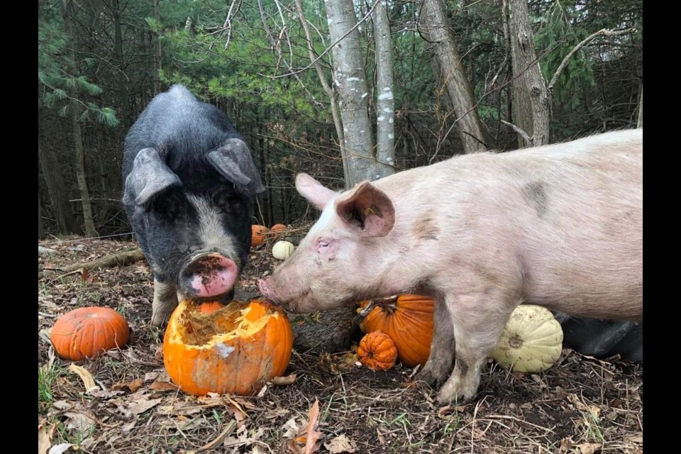 Caring is sharing as these pigs at Serenity Rising Farm have learned .