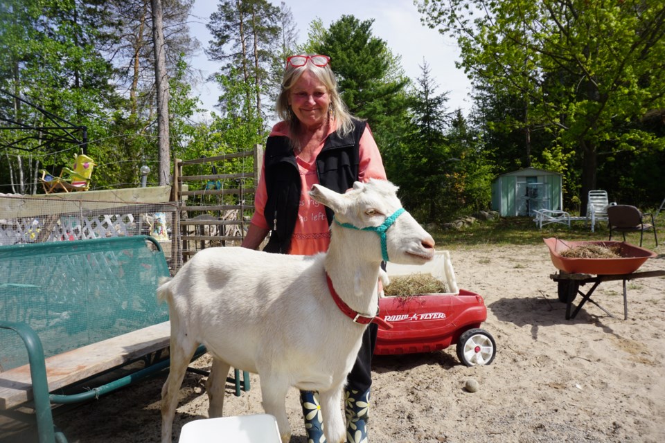 Stanley the goat helps Jo-Anne Miller deal with depression.