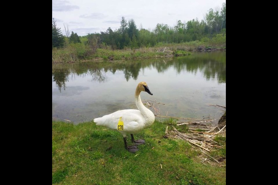 The Friends of Wye Marsh have adopted Swan C70 and named her Elizabeth in honour of the Queen’s 70 years on the throne.