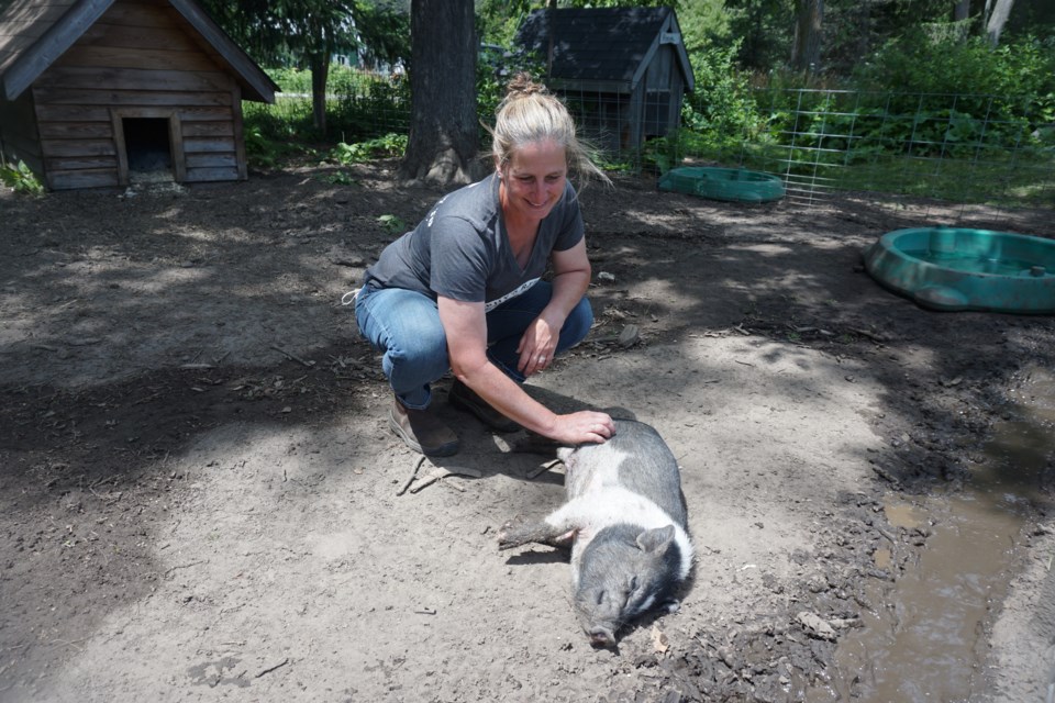 Charlie enjoys a belly rub from Shannon Leguizamon.                         