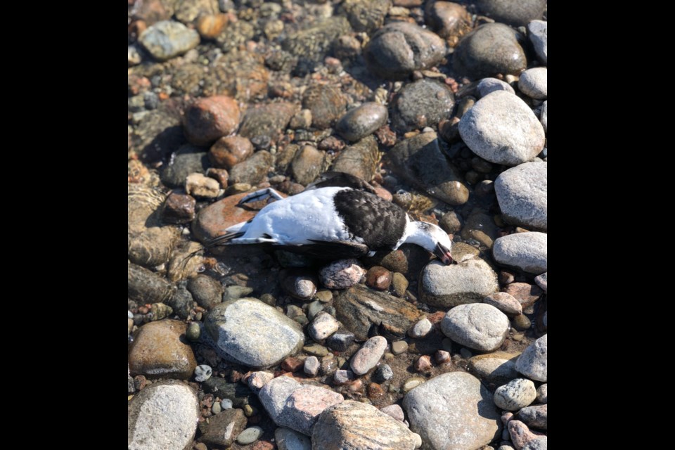 One of the dead waterfowl.