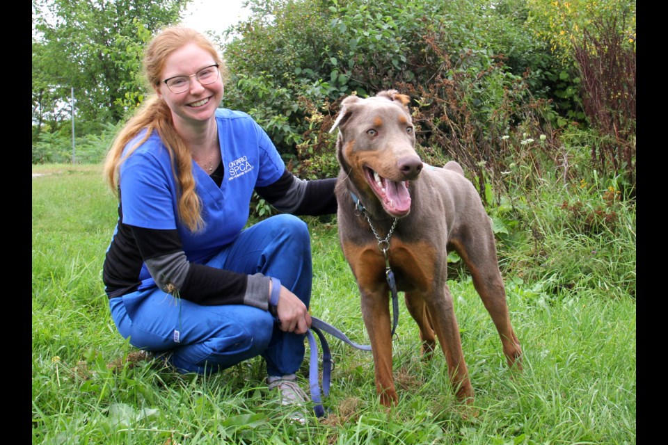 Jocelyn Rutgers, a registered veterinary technician with the Ontario SPCA Midland and District Animal Centre is seen with nine-month-old Cairo, who is looking for his forever home.