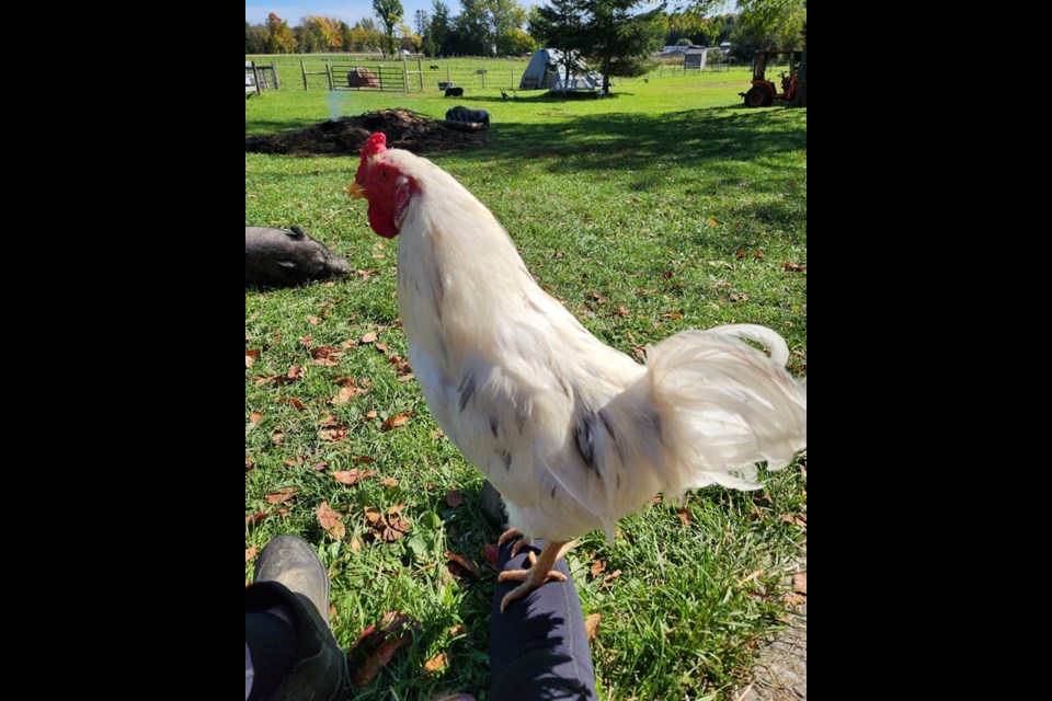 Alice is always a welcome sight at  Ralphy’s Retreat Animal Sanctuary.