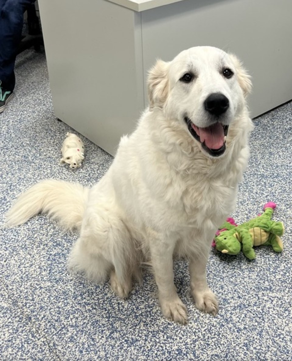 ADOPT ME Keko will be a loyal companion Midland News