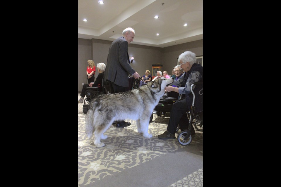 Fitz, a seven-year-old Alaskan Malamute, received unconditional affection from a resident of Chartwell Tiffin Retirement Residence on Tuesday, as he and his owner Gerret Kavanagh graduated their probationary period in the therapy dog program for St. John Ambulance.