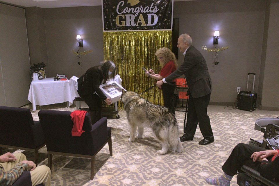 Graduating therapy dog Fitz was held back by owner Gerret Kavanagh upon sniffing celebratory cake presented by hartwell Tiffin Retirement Residence lifestyle and program manager Shannon Fountain. To the right, Simcoe-Muskoka Branch program coordinator Lynn Kitchen of the St. John Ambulance therapy dog program shared in the delight, along with residents in attendance.