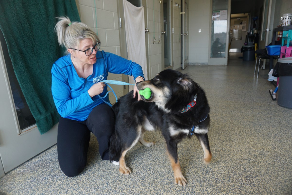 Could Ontario enact a ban on ‘inhumane’ cosmetic work for pets?