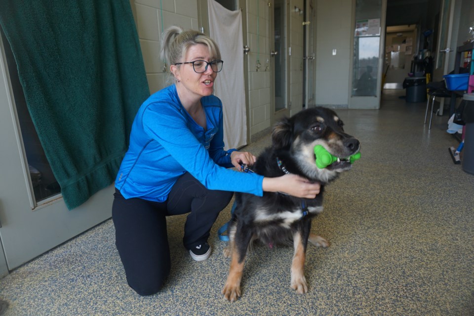 Midland and District Animal Centre community outreach coordinator Carolyn Gibson is pictured with Chonk who is now available for adoption.                 