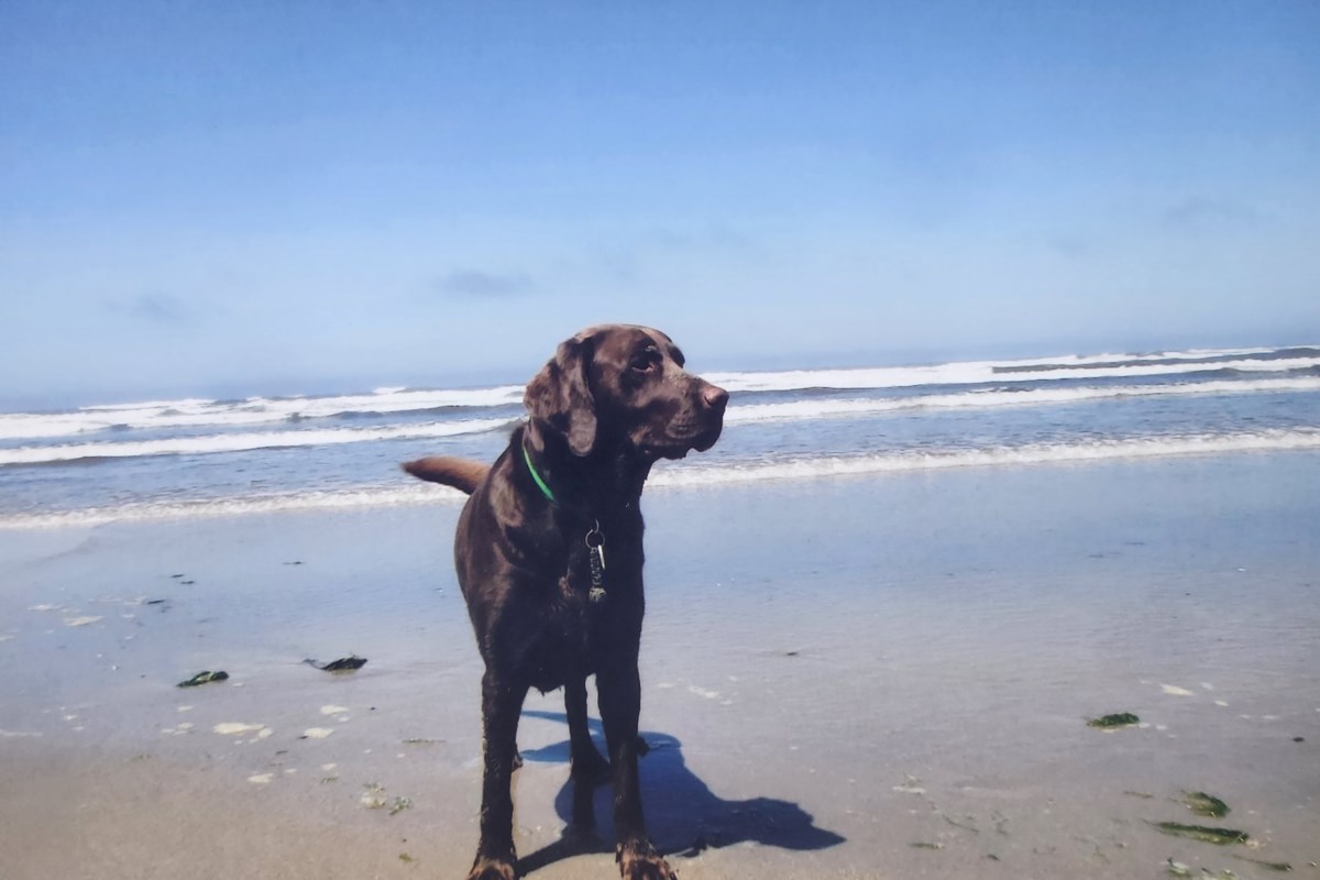New rules create extra red tape to bring pets stateside