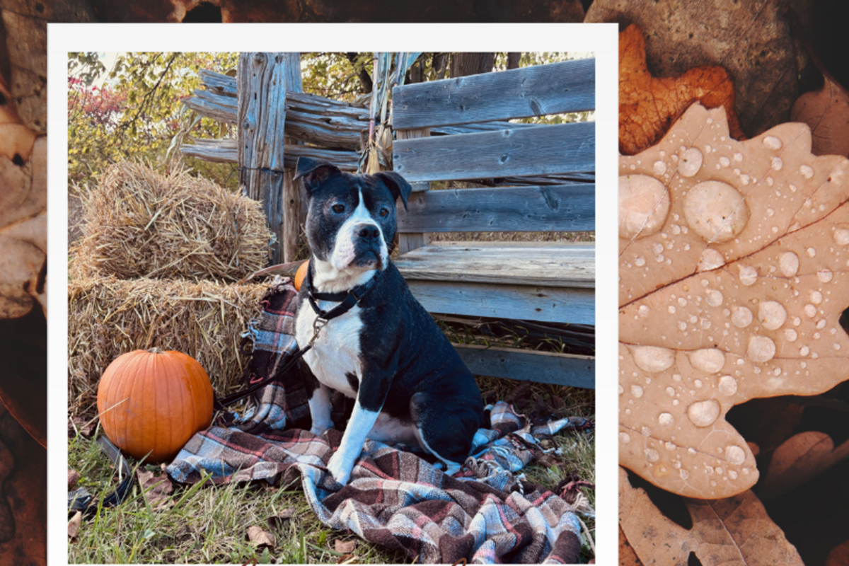 Say cheese Lucky! Local animal centre hosts fall pet photo shoot