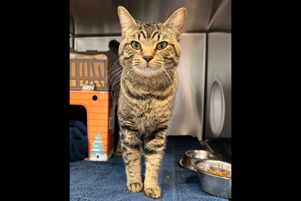 20250312-adopt-me-cole