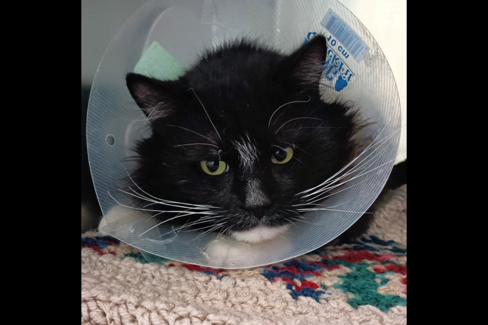 Wayne was suffering from an injured leg when he arrived at the shelter.
