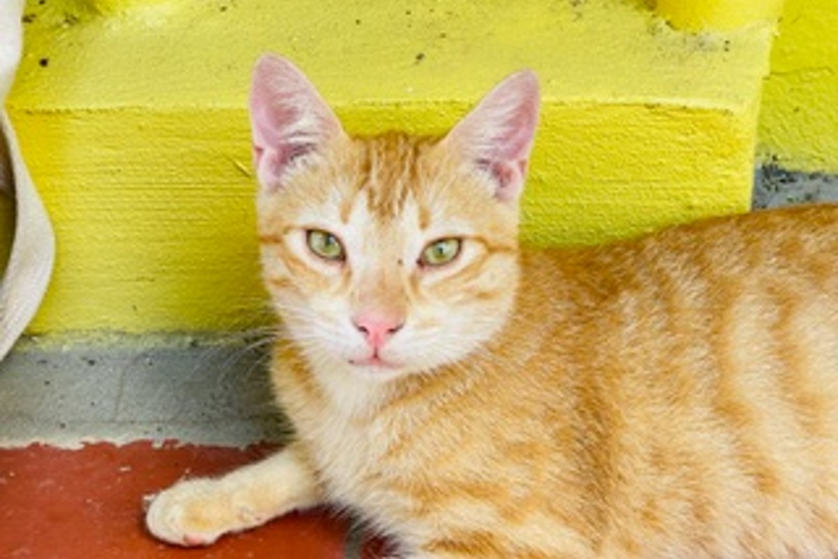 Local woman worries for cats’ plight during Caribbean resort rebuilds