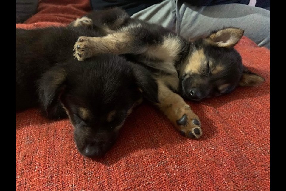 Midland spca dogs for sales adoption