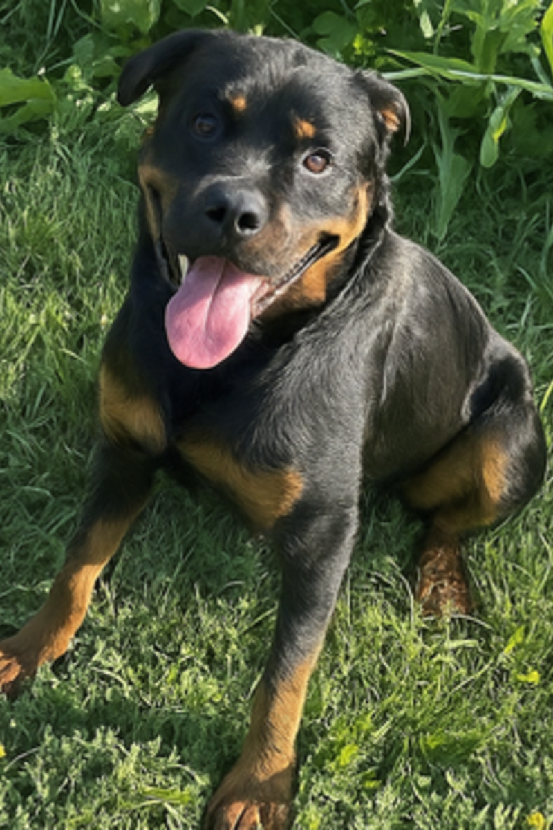 ADOPT ME: Meet Rosco, a strong, loyal and cheerful companion