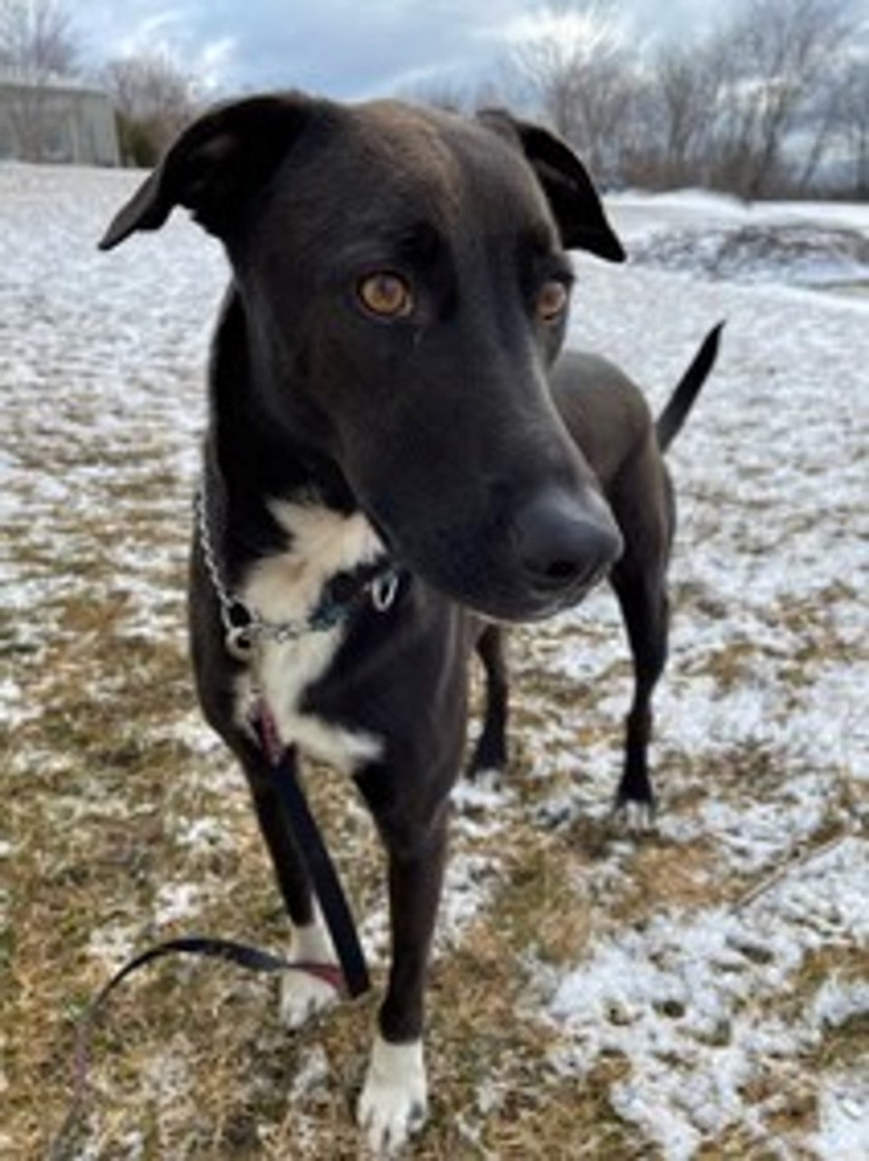 Adopt Me Zorro sure to leave his mark on your heart Midland News