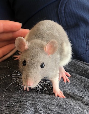 rat adoption near me