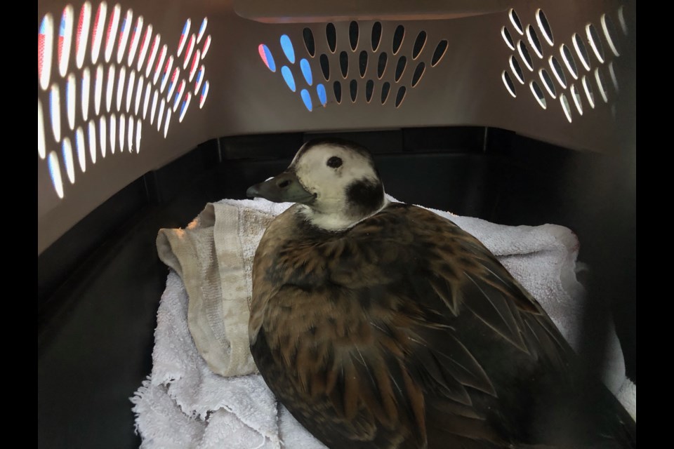 "Ducky" takes time to rehabilitate from a suspected case of botulism.