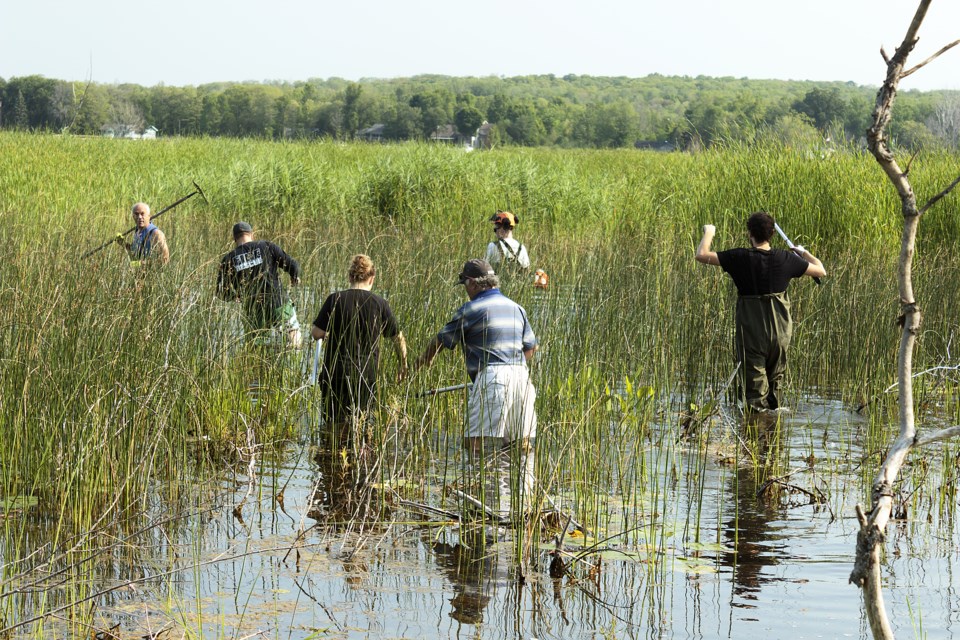 Members of Georgian Bay Forever, Tay Township council and volunteers wade into the shallow depths of Waubaushene Beach to control invasive phragmites through cutting to drown methods.