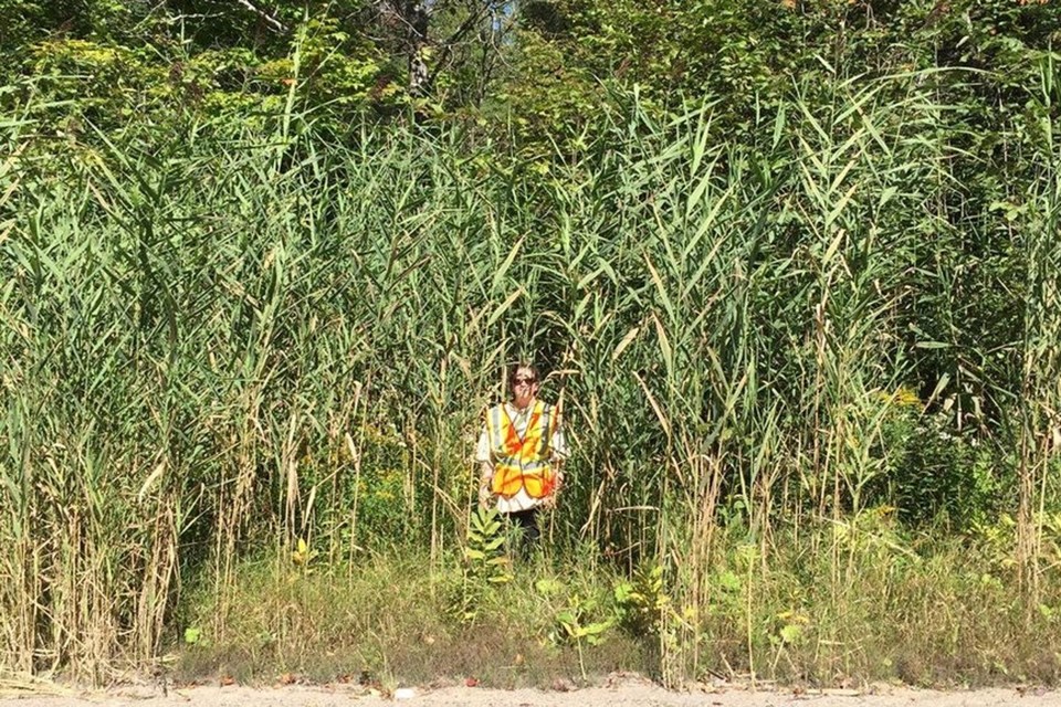 Tall, dense stand of invasive phragmites