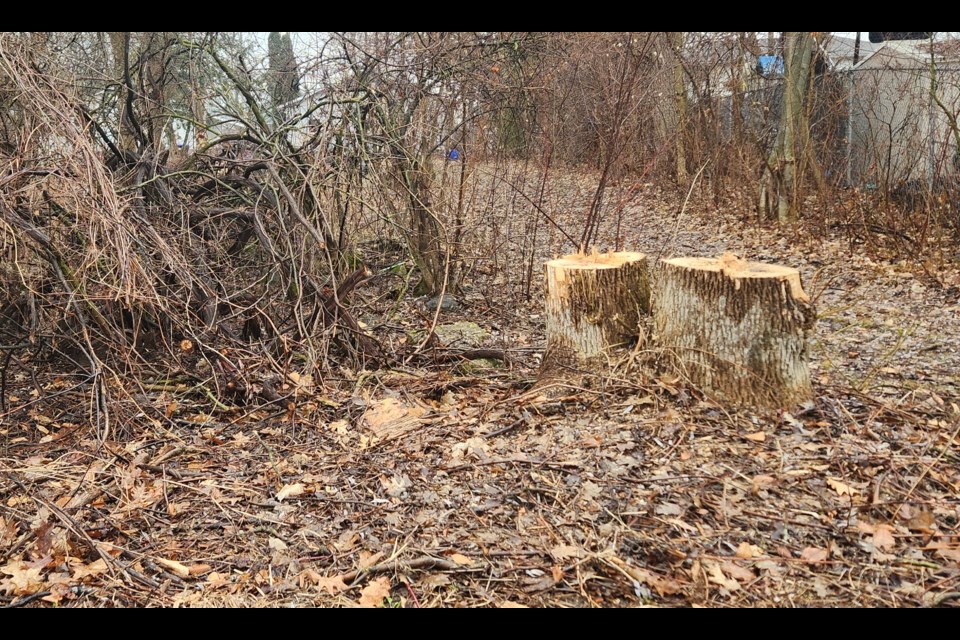 Two stumps remain after trees cut recently at Tiffin Park.