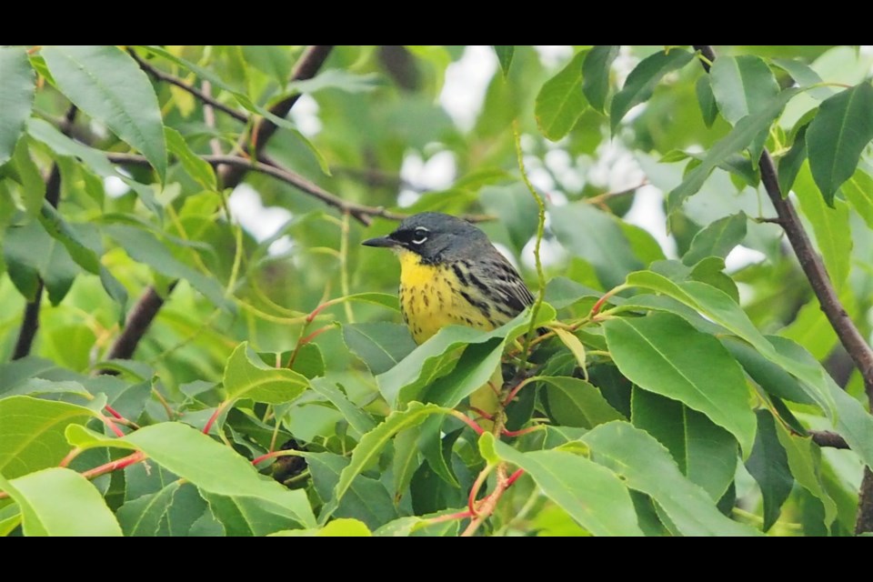 Kirtland's Warbler has been listed as an endangered species in Canada since 1973. 