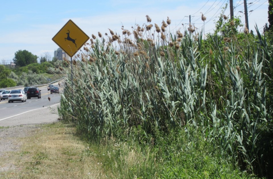 Phragmites in the ditch