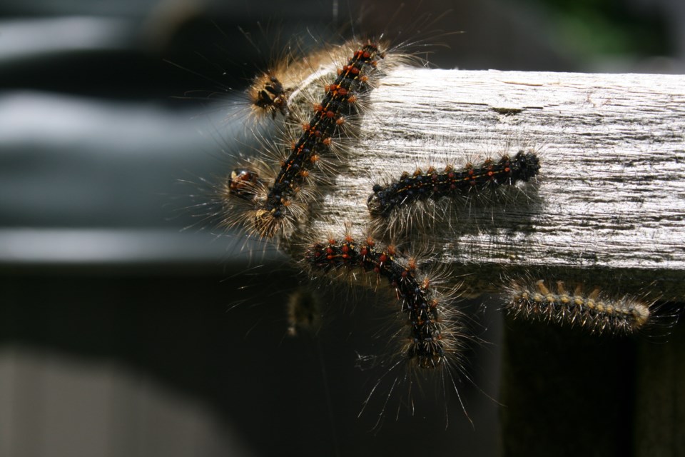 Gypsy moth larvae rest on a piece of wood. Photo supplied by Severn Sound Environmental Association