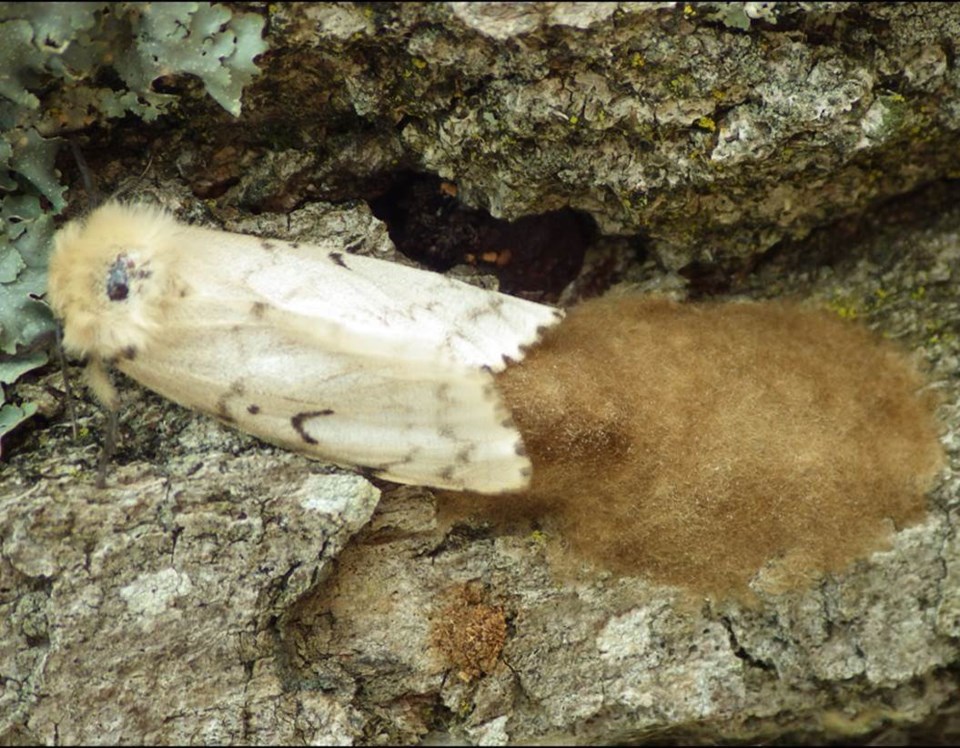 2020-08-25-Gypsy-Moth-Laying-Eggs