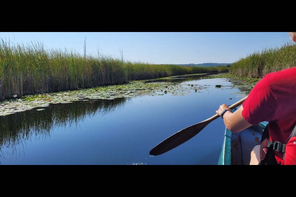 Looking for a unique way to explore the Wye Marsh? The facility allows visitors to take a one-hour canoe tour that provides a unique glimpse into the popular nature area.