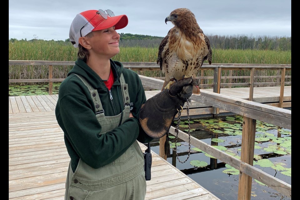 Céleste Leblanc, Wye Marsh's newest camp director, is shown with Scarlett, a red-tailed hawk.