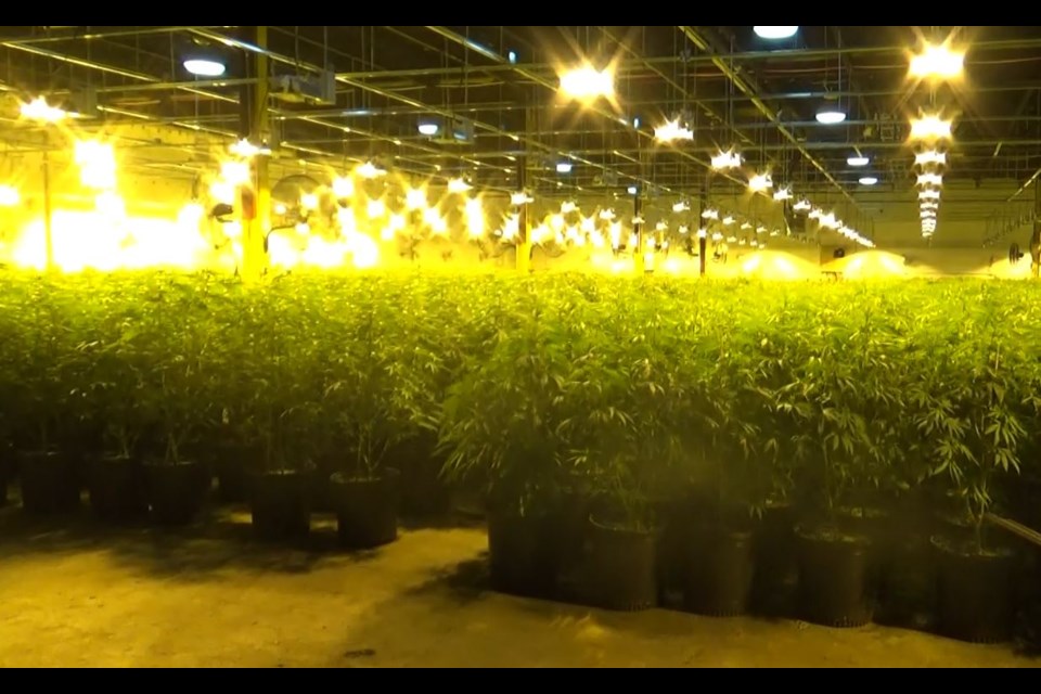 A photo from inside the vacant Midland factory being used as a grow-op. Supplied photo.